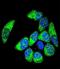 WT1 Transcription Factor antibody, LS-C160643, Lifespan Biosciences, Immunofluorescence image 
