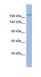 Bromodomain Adjacent To Zinc Finger Domain 1A antibody, orb329695, Biorbyt, Western Blot image 