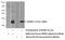 INO80 Complex Subunit C antibody, 24793-1-AP, Proteintech Group, Western Blot image 