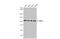 Nibrin antibody, 56249, QED Bioscience, Western Blot image 