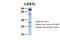 LAS1 Like, Ribosome Biogenesis Factor antibody, A08263, Boster Biological Technology, Western Blot image 