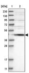 Secernin 2 antibody, PA5-54797, Invitrogen Antibodies, Western Blot image 