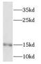 NADH:Ubiquinone Oxidoreductase Subunit S5 antibody, FNab05631, FineTest, Western Blot image 