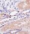 Protein Phosphatase 2 Regulatory Subunit Balpha antibody, 61-002, ProSci, Immunohistochemistry paraffin image 