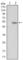 SUZ12 Polycomb Repressive Complex 2 Subunit antibody, abx016004, Abbexa, Western Blot image 