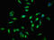RELB Proto-Oncogene, NF-KB Subunit antibody, orb401568, Biorbyt, Immunofluorescence image 