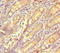 GFRP antibody, LS-C682191, Lifespan Biosciences, Immunohistochemistry paraffin image 