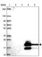 Glycosyltransferase-like protein LARGE2 antibody, PA5-63331, Invitrogen Antibodies, Western Blot image 