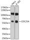 Cell Division Cycle 25A antibody, 14-120, ProSci, Western Blot image 