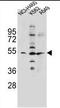 Proton-coupled amino acid transporter 1 antibody, AP39032PU-N, Origene, Western Blot image 