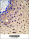 Paired Box 3 antibody, 61-616, ProSci, Immunohistochemistry paraffin image 