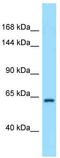 Rap Associating With DIL Domain antibody, TA343328, Origene, Western Blot image 