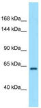 Ras-associating and dilute domain-containing protein antibody, TA343328, Origene, Western Blot image 