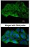 Mitogen-Activated Protein Kinase Kinase Kinase 20 antibody, PA5-29317, Invitrogen Antibodies, Immunofluorescence image 