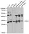 Cyclin Dependent Kinase 2 antibody, 13-134, ProSci, Western Blot image 