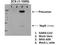 Replicase polyprotein 1a antibody, orb344441, Biorbyt, Western Blot image 