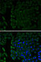 Mesothelin antibody, 22-043, ProSci, Immunofluorescence image 
