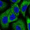 WNK1 antibody, NBP2-58438, Novus Biologicals, Immunofluorescence image 