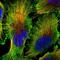 Cyclin Dependent Kinase 16 antibody, NBP2-55219, Novus Biologicals, Immunocytochemistry image 