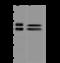 Insulin Degrading Enzyme antibody, 201214-T36, Sino Biological, Western Blot image 