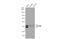 Paraoxonase 2 antibody, GTX01164, GeneTex, Western Blot image 