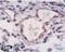 cNOS antibody, ALX-210-509-R100, Enzo Life Sciences, Immunohistochemistry frozen image 