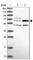 TBC1 Domain Family Member 19 antibody, HPA039592, Atlas Antibodies, Western Blot image 