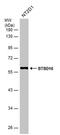 BTB Domain Containing 16 antibody, PA5-78632, Invitrogen Antibodies, Western Blot image 