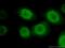 RAN, Member RAS Oncogene Family antibody, 10469-1-AP, Proteintech Group, Immunofluorescence image 