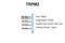 Transient Receptor Potential Cation Channel Subfamily M Member 2 antibody, NBP1-59618, Novus Biologicals, Western Blot image 