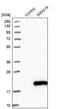 SMI19 antibody, NBP1-89554, Novus Biologicals, Western Blot image 