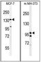 TATA-Box Binding Protein Associated Factor 2 antibody, AP54144PU-N, Origene, Western Blot image 