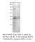 Growth Arrest And DNA Damage Inducible Beta antibody, GADD-101AP, FabGennix, Western Blot image 