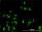 GATA Binding Protein 2 antibody, H00002624-M03, Novus Biologicals, Immunofluorescence image 