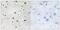 ZFP36 Ring Finger Protein Like 1 antibody, PA5-38755, Invitrogen Antibodies, Immunohistochemistry frozen image 