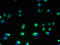 Transmembrane protein 106A antibody, orb357159, Biorbyt, Immunofluorescence image 