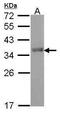 Forkhead box protein I1 antibody, PA5-30031, Invitrogen Antibodies, Western Blot image 