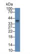 Apolipoprotein F antibody, MBS2027677, MyBioSource, Western Blot image 