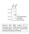 Glycogen Synthase Kinase 3 Alpha antibody, STJ90283, St John