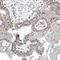 TATA-Box Binding Protein Associated Factor 8 antibody, HPA031734, Atlas Antibodies, Immunohistochemistry frozen image 