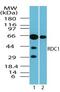 Atypical Chemokine Receptor 3 antibody, PA5-23192, Invitrogen Antibodies, Western Blot image 
