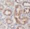 c-Kit antibody, FNab01726, FineTest, Immunohistochemistry frozen image 