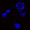 Paired Box 8 antibody, NBP2-67793, Novus Biologicals, Immunofluorescence image 