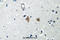 Mechanistic Target Of Rapamycin Kinase antibody, A00003S2448, Boster Biological Technology, Immunohistochemistry frozen image 