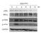 Endoplasmic Reticulum To Nucleus Signaling 1 antibody, A00683, Boster Biological Technology, Western Blot image 