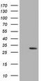 Deoxycytidine Kinase antibody, LS-C172825, Lifespan Biosciences, Western Blot image 