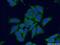 Protein Kinase C Alpha antibody, 21991-1-AP, Proteintech Group, Immunofluorescence image 