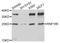 Ring Finger Protein 166 antibody, PA5-76363, Invitrogen Antibodies, Western Blot image 