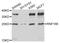 Ring Finger Protein 166 antibody, PA5-76363, Invitrogen Antibodies, Western Blot image 