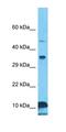 H2A Histone Family Member Z antibody, orb327297, Biorbyt, Western Blot image 